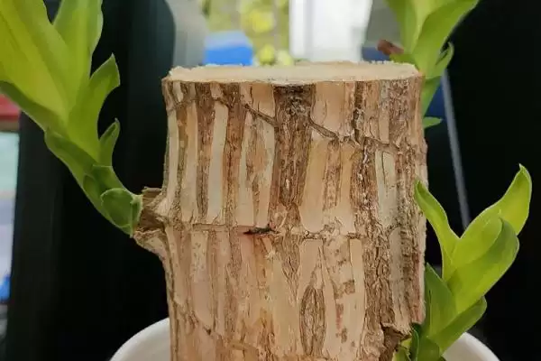 巴西木养护和繁殖要点(巴西木养护和繁殖要点及其在室内养殖中的应用)插图2 巴西木养护和繁殖要点(巴西木养护和繁殖要点及其在室内养殖中的应用)插图2