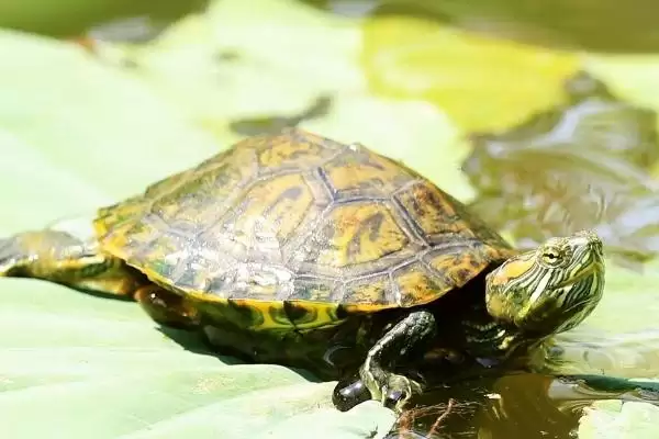 巴西龟水中喂食技巧要点(巴西龟水中喂食技巧和要点及其对龟进食的影响)插图3