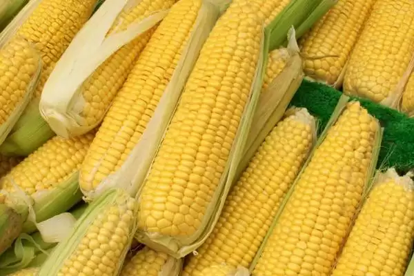 F98玉米品种4-5月上旬适宜播种期要点插图2 F98玉米品种4-5月上旬适宜播种期要点插图2