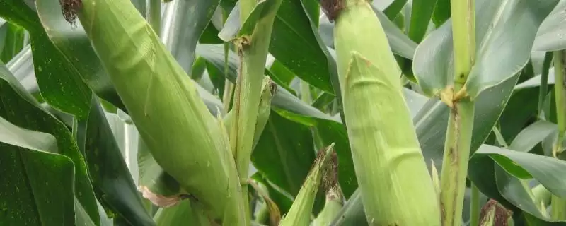 平均生育期121.4天的S3936玉米种子，有何特别之处？-会东网