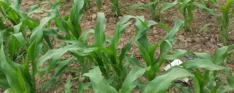 榜玉100玉米种简介(榜玉100玉米种特性、产量、管理要点)-会东网