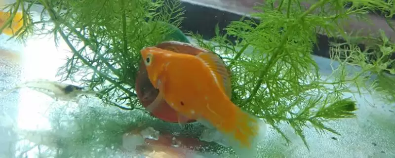 白点病防治有效方法有 (白点病升温后一周脱落的防治方法有哪些)-会东网