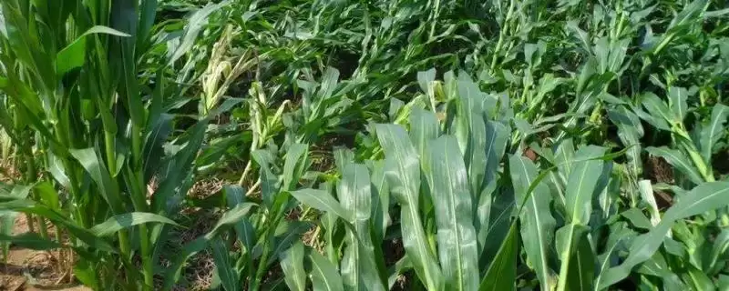 福玉79玉米品种的特性(福玉79品种品质、抗逆、生长表现)-会东网