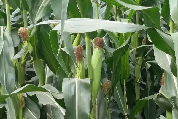 泛玉639玉米品种特性(泛玉639玉米品种特性怎样)插图1 泛玉639玉米品种特性(泛玉639玉米品种特性怎样)插图1