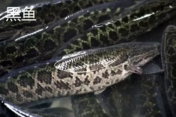 7号丸世钩适合钓什么鱼(7号丸世钩在不同水域和鱼情下适合钓哪些鱼呢)插图3