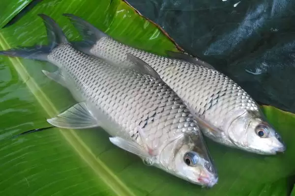 1.5号子线材质不同拉力值差异解析(1.5号子线不同材质拉力值差异如何解析)插图5 1.5号子线材质不同拉力值差异解析(1.5号子线不同材质拉力值差异如何解析)插图5