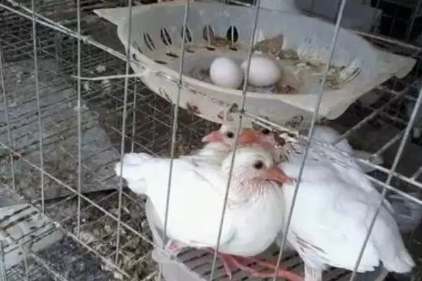 鸽子产蛋时间(鸽子在什么情况下和时间容易产蛋呢)插图1