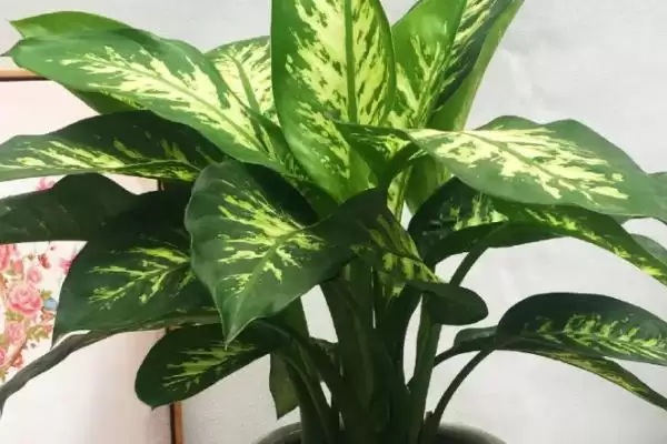 斑马万年青的养殖方法(斑马万年青光照、浇水、施肥咋操作)插图1 斑马万年青的养殖方法(斑马万年青光照、浇水、施肥咋操作)插图1