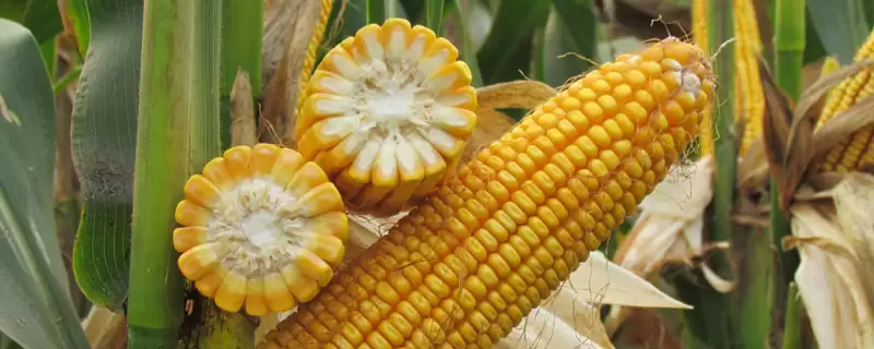 AB1413玉米品种4-5月上旬适宜播种期解析-会东网