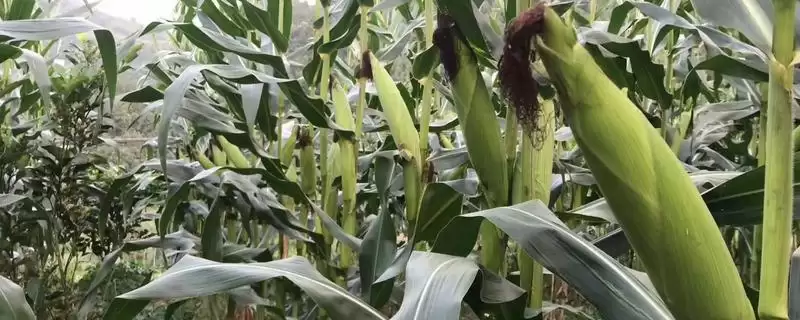 巴玉15玉米种是普通品种，有哪些种植要点-会东网