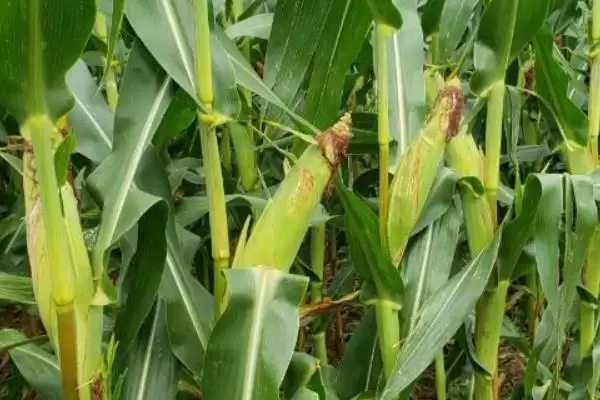 登海682玉米种特征特性(登海682玉米种特性有哪些)插图3 登海682玉米种特征特性(登海682玉米种特性有哪些)插图3