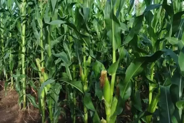 A42玉米种子平均生育期131天生长周期解析插图3 A42玉米种子平均生育期131天生长周期解析插图3