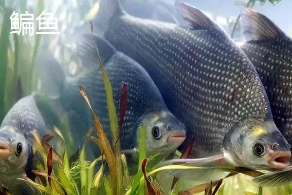 2.5号主线用多大吃铅浮漂(2.5号主线在不同水域该搭配多大吃铅浮漂呢)插图3