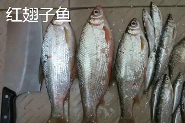 白条鱼与红翅子鱼外观区别 (白条鱼体背青灰与红翅子鱼外观区别在哪)插图8