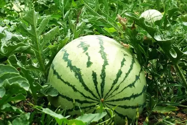 大棚种植西瓜的丰产方式(大棚种植西瓜怎样实现丰产呢)插图2 大棚种植西瓜的丰产方式(大棚种植西瓜怎样实现丰产呢)插图2