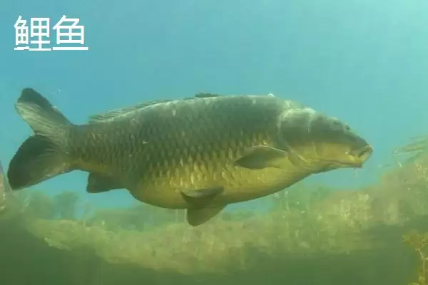 4号主线配3号子线能钓多大鱼(4号主线搭配3号子线能钓多大重量的鱼呢)插图3