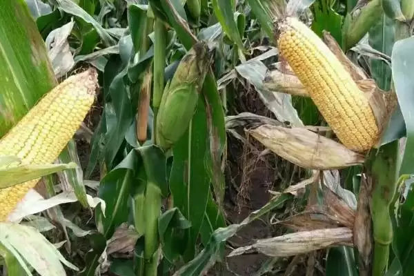 奥玉701玉米种子中上等肥力地种,为啥这么选插图3 奥玉701玉米种子中上等肥力地种,为啥这么选插图3