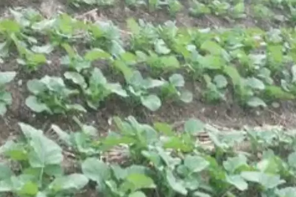 11月种油菜(11月种植油菜为何不算晚及种植过程中的关键要点)插图1 11月种油菜(11月种植油菜为何不算晚及种植过程中的关键要点)插图1