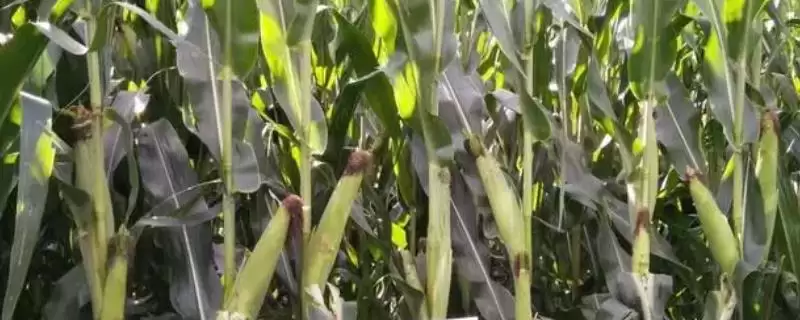 生长周期约为129天左右的mc278玉米种,有啥特点?-会东网