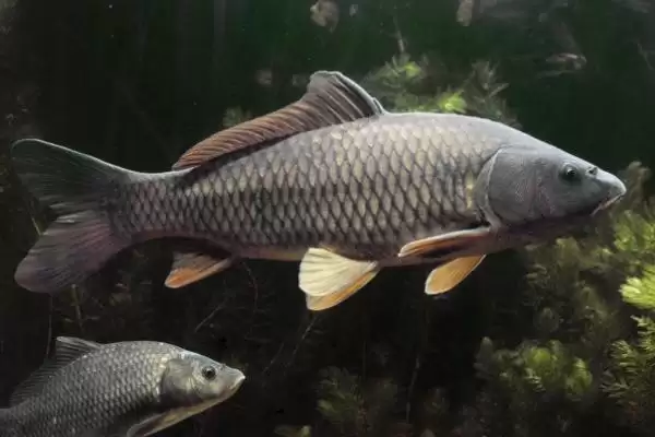 10号丸世钩搭配2.0号子线3.0号主线技巧(10号丸世钩搭配线组技巧要点有哪些)插图2 10号丸世钩搭配2.0号子线3.0号主线技巧(10号丸世钩搭配线组技巧要点有哪些)插图2