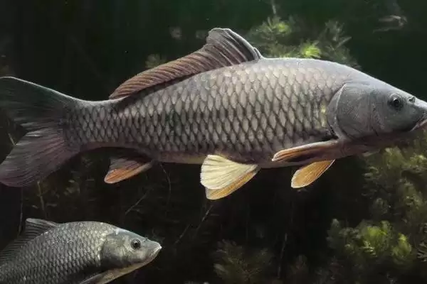 10米鱼竿怎么抛出去(10米鱼竿在抛竿时需要运用哪些技巧和方法呢)插图3