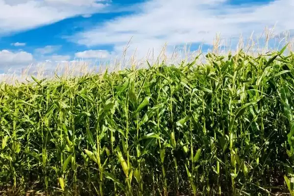 奥玉701玉米种子中上等肥力地种,为啥这么选插图1 奥玉701玉米种子中上等肥力地种,为啥这么选插图1