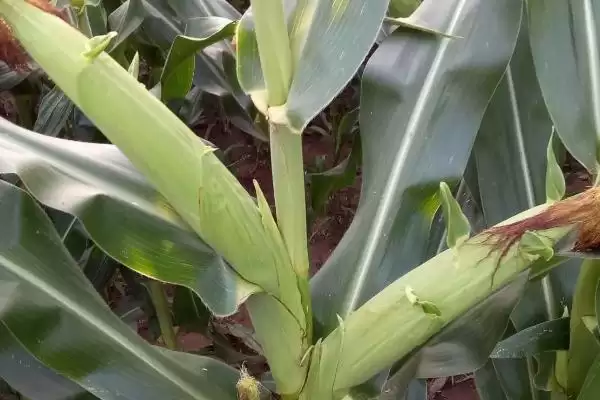 辰诺201玉米种简介(辰诺201玉米种介绍要点是什么呢)插图3