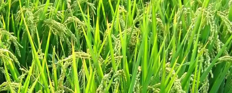 Ⅱ优5522水稻种子晚造全生育期117-118天介绍(Ⅱ优5522水稻种子晚造生育期特性)-会东网