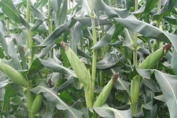 中等肥力以上地块种植的MC738玉米种子，有何特别？插图1