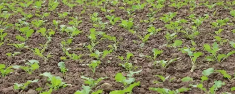 11月种油菜(11月种植油菜为何不算晚及种植过程中的关键要点)-会东网