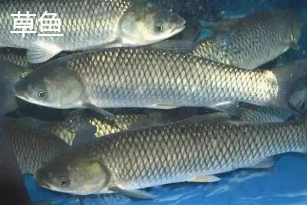 4号主线配3号子线能钓多大鱼(4号主线搭配3号子线能钓多大重量的鱼呢)插图4