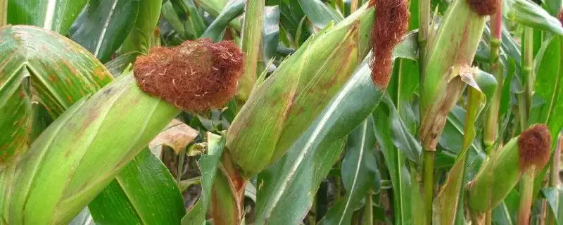 中抗大斑病(5MR)的MN2101玉米种,有何特别之处?-会东网