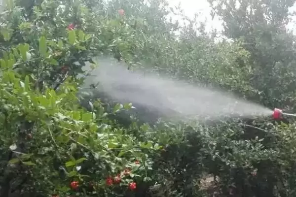 赤霉酸可以与什么复配(赤霉酸能和哪些物质复配呢)插图2 赤霉酸可以与什么复配(赤霉酸能和哪些物质复配呢)插图2