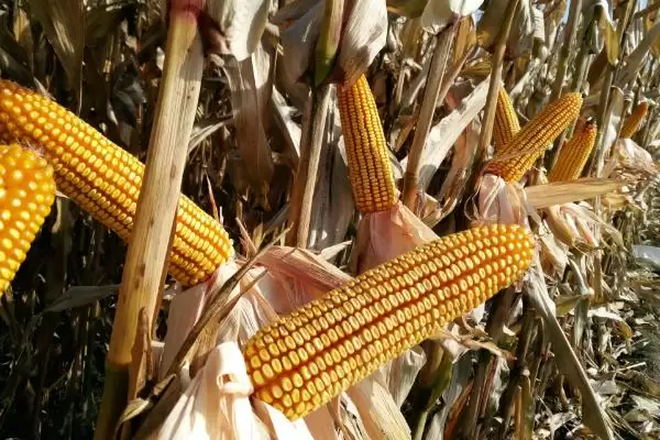 高抗茎腐病的QF2276玉米种子，有何特别之处？插图1