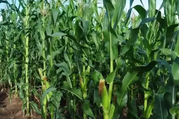 大民168玉米品种的特性(大民168玉米品种特性有哪些呢)插图3