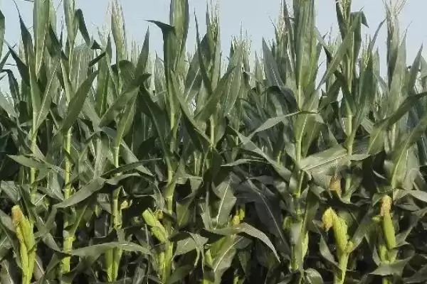 中抗大斑病的MN209玉米种子,有哪些独特之处?插图1 中抗大斑病的MN209玉米种子,有哪些独特之处?插图1