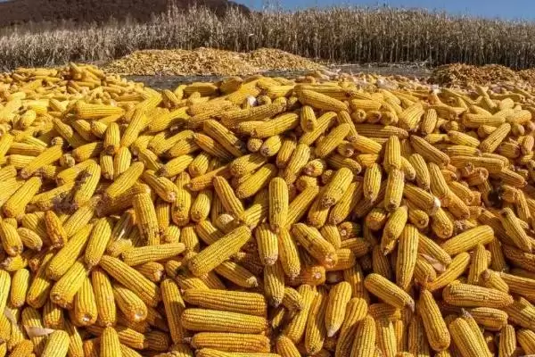 种植密度4500株/亩的KBS1703玉米种子,有何特别?插图2 种植密度4500株/亩的KBS1703玉米种子,有何特别?插图2