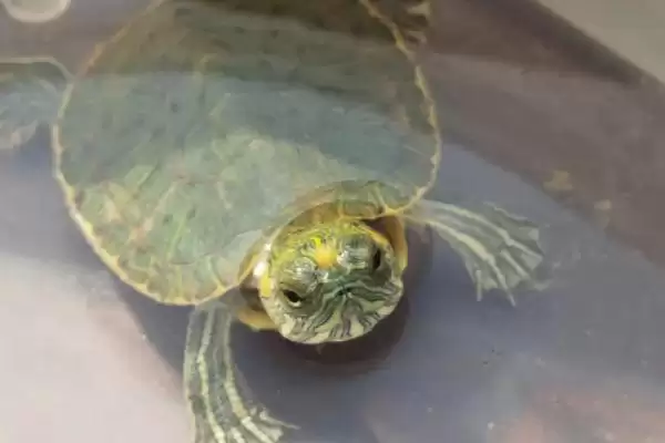 巴西龟晒太阳科学依据(巴西龟晒太阳的科学依据及其对龟健康的重要性)插图2 巴西龟晒太阳科学依据(巴西龟晒太阳的科学依据及其对龟健康的重要性)插图2