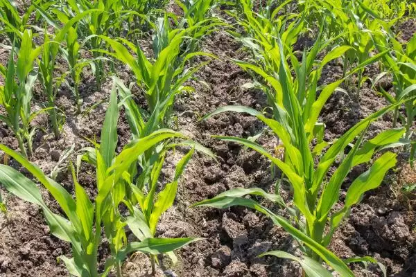 白玉糯320玉米种高抗丝黑穗病,特性有哪些插图2 白玉糯320玉米种高抗丝黑穗病,特性有哪些插图2