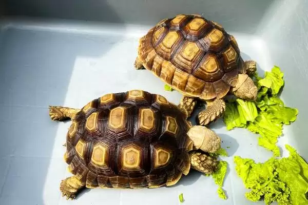 巴西龟生活环境原因(巴西龟不适合深水生活的原因及适宜环境的选择要点)插图1 巴西龟生活环境原因(巴西龟不适合深水生活的原因及适宜环境的选择要点)插图1