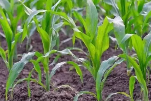 DM1945玉米种子密度2500株／亩左右的种植要点插图3