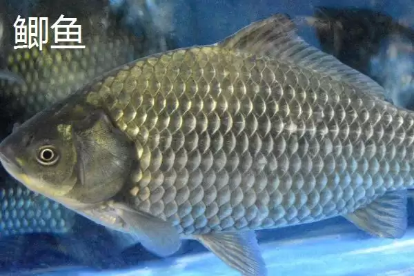 3号丸世钩能钓多大鱼(3号丸世钩在不同鱼情下能够钓多大的鱼呢)插图3