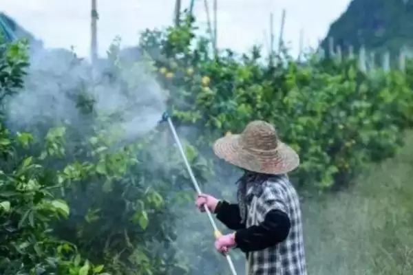 矮壮素使用方法全解析，使用方法和用量依作物而定的原因插图1