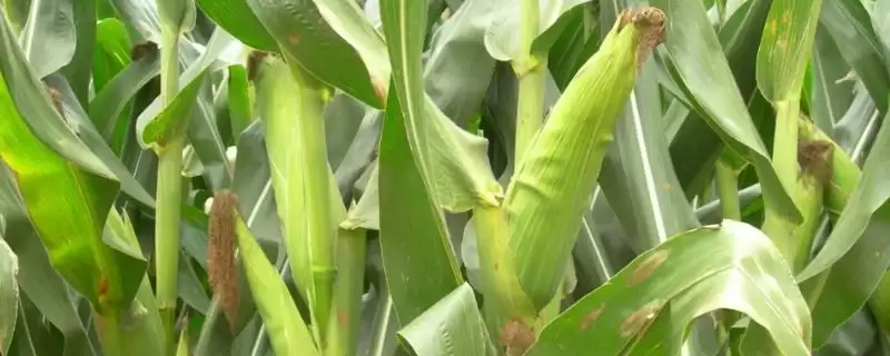 登海18玉米种子介绍(登海18玉米种子有啥特点)-会东网
