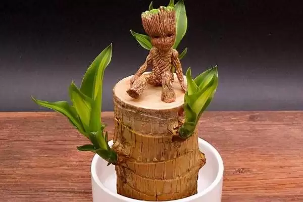 巴西木养护和繁殖要点(巴西木养护和繁殖要点及其在室内养殖中的应用)插图3 巴西木养护和繁殖要点(巴西木养护和繁殖要点及其在室内养殖中的应用)插图3