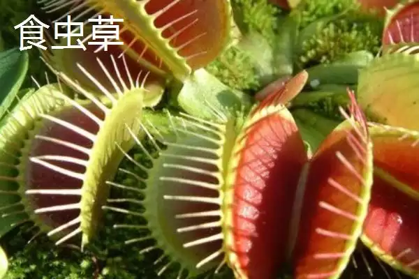 苍蝇的天敌(苍蝇的天敌都有哪些生物呢)插图6 苍蝇的天敌(苍蝇的天敌都有哪些生物呢)插图6