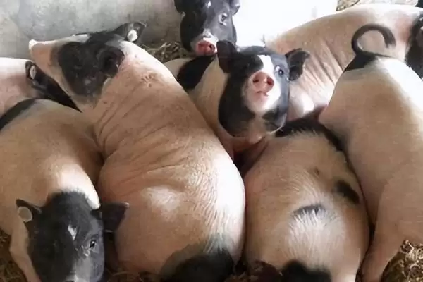 巴马香猪室外超20℃放牧,养殖要点有哪些插图4 巴马香猪室外超20℃放牧,养殖要点有哪些插图4