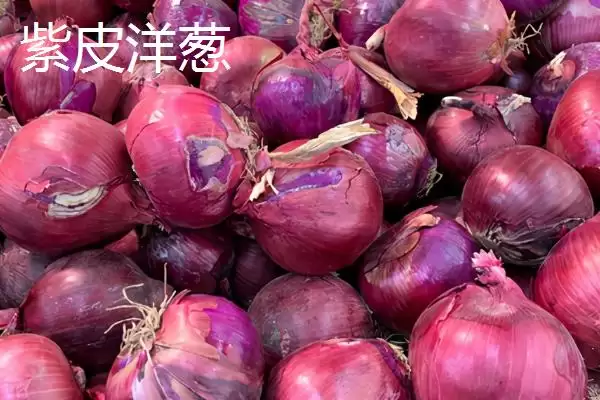 白洋葱与紫洋葱区别(白洋葱与紫洋葱在外观、口感、营养等方面有何区别)插图2