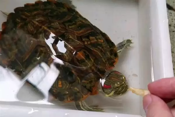 巴西黄耳龟水温要求及其他(巴西黄耳龟水温要求及其他饲养要点和注意事项)插图5 巴西黄耳龟水温要求及其他(巴西黄耳龟水温要求及其他饲养要点和注意事项)插图5