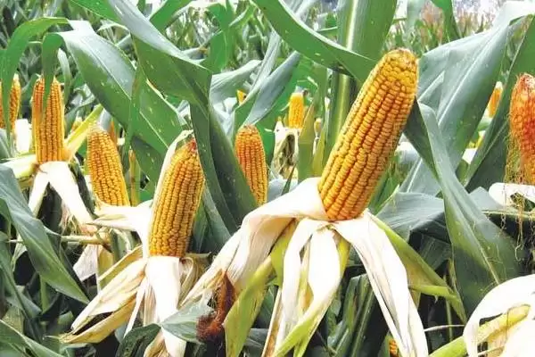 奔弛2343玉米种子简介(奔弛2343玉米种子介绍要点包含什么呢)插图3